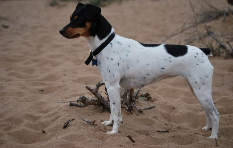 Secondary image of Brazilian Terrier dog breed