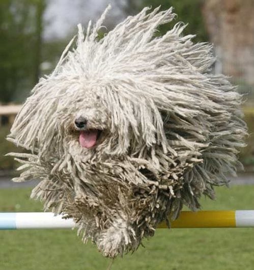 Secondary image of Komondor dog breed