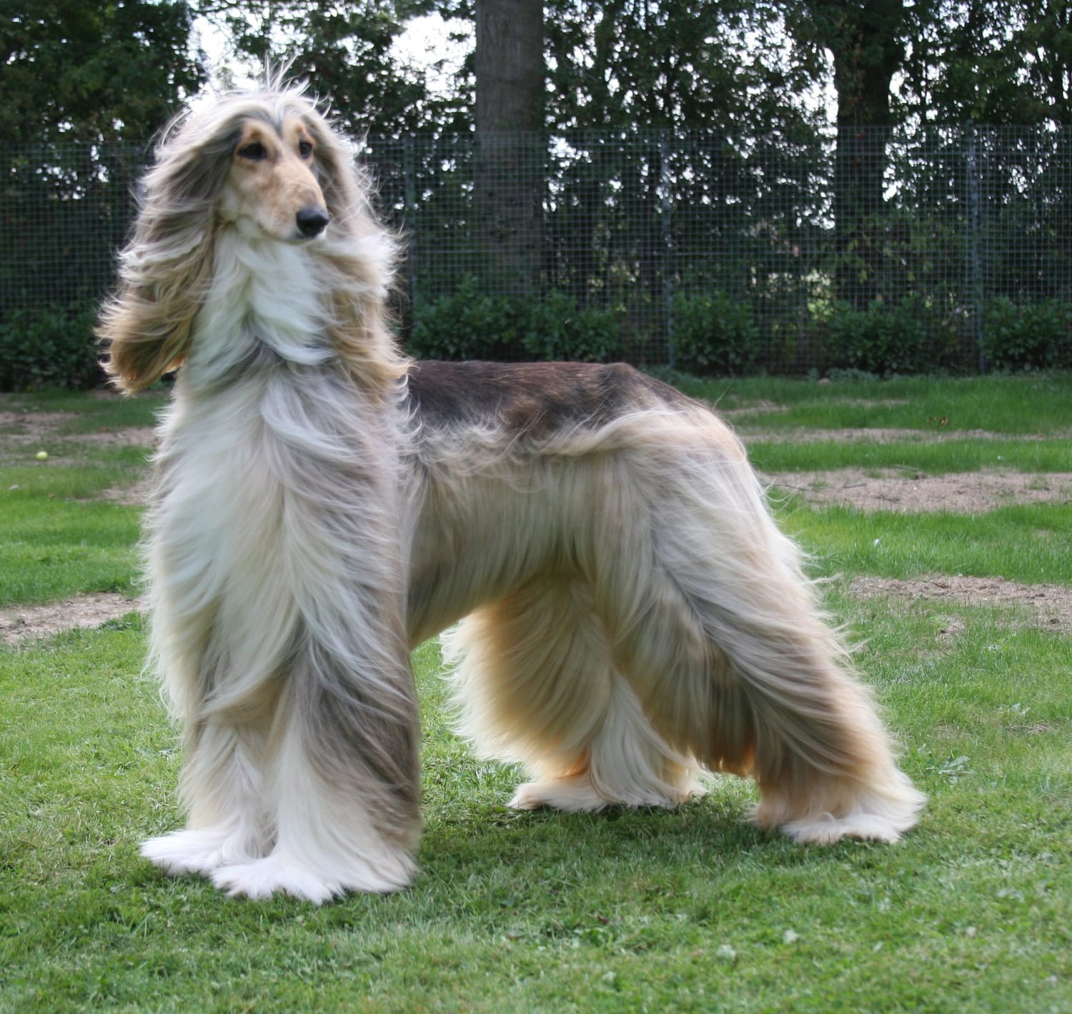 Secondary image of Afghan Hound dog breed