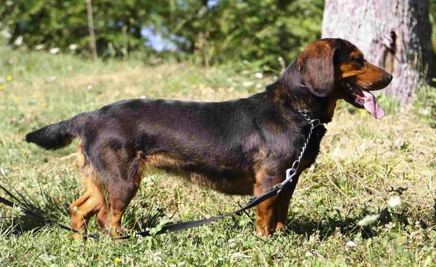 Secondary image of Alpine Dachsbracke dog breed