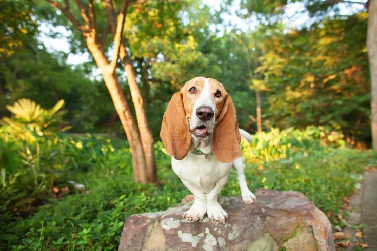 Secondary image of Artois Hound dog breed