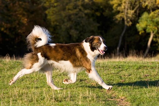 Secondary image of Aidi dog breed