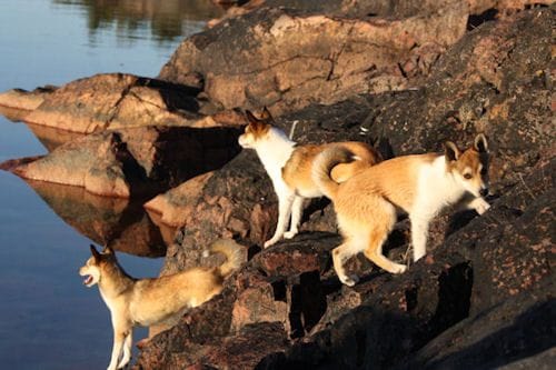 Secondary image of Norwegian Lundehund dog breed