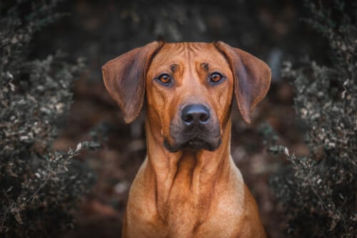 Secondary image of Rhodesian Ridgeback dog breed