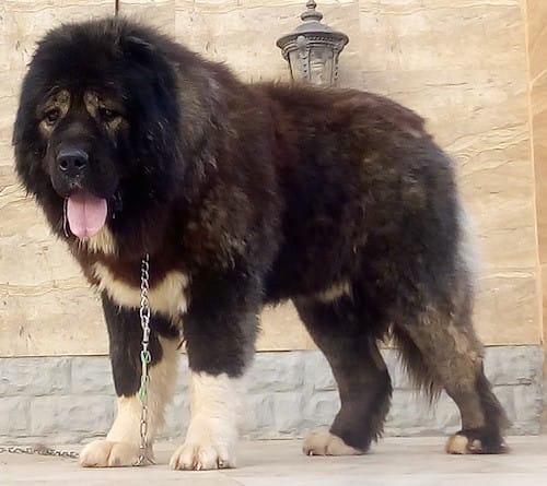 Secondary image of Caucasian Shepherd Dog dog breed