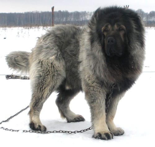 Secondary image of Caucasian Shepherd Dog dog breed