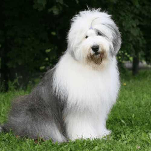 Secondary image of Old English Sheepdog dog breed