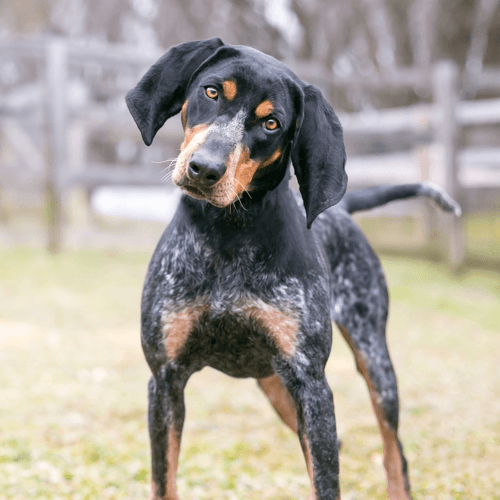 Secondary image of Bluetick Coonhound dog breed