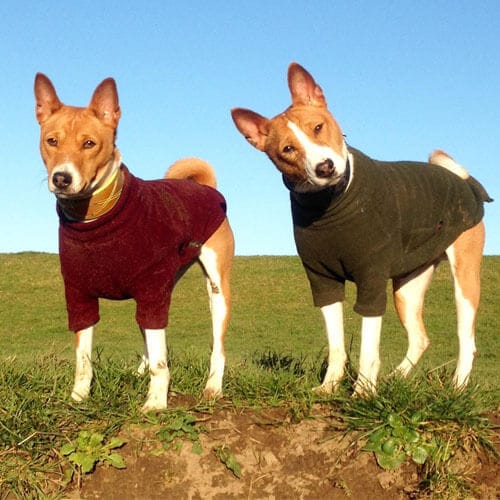 Secondary image of Basenji dog breed