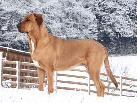 Secondary image of Broholmer dog breed