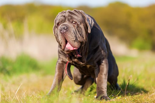 Secondary image of Neapolitan Mastiff dog breed