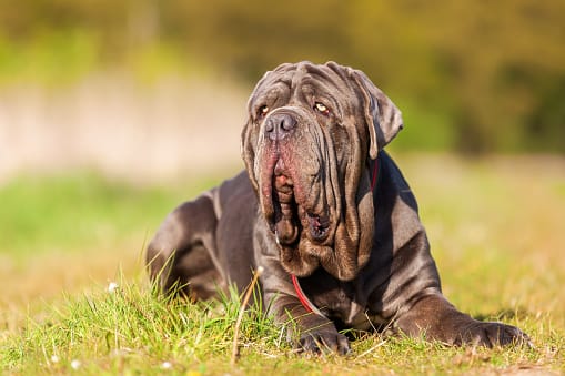 Secondary image of Neapolitan Mastiff dog breed