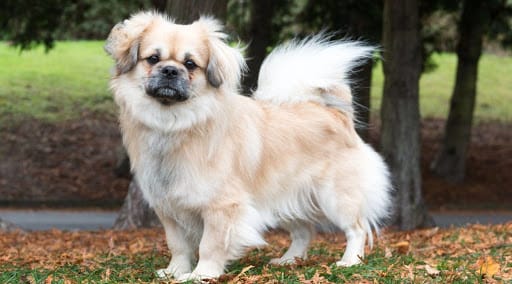 Secondary image of Tibetan Spaniel dog breed