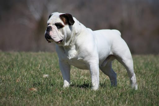 Secondary image of Olde English Bulldogge dog breed