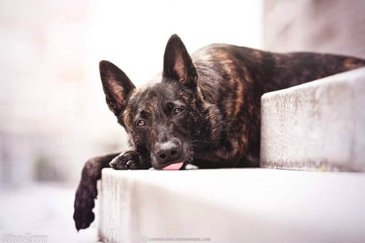 Secondary image of Dutch Shepherd dog breed