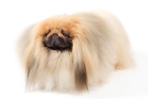 Secondary image of Pekingese dog breed