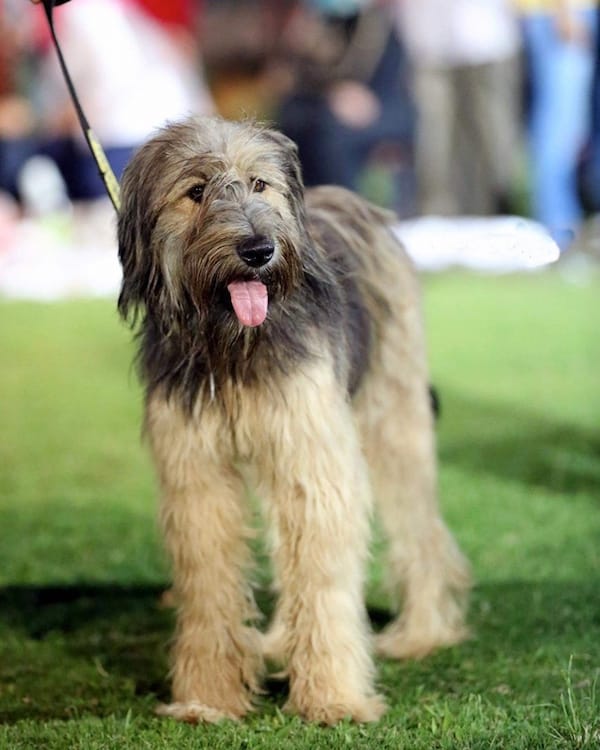 Secondary image of Armant dog breed