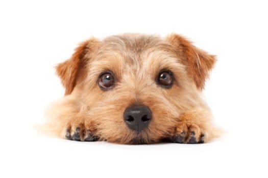 Secondary image of Norfolk Terrier dog breed