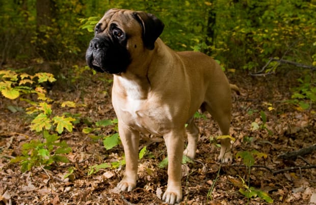 Secondary image of Bullmastiff dog breed