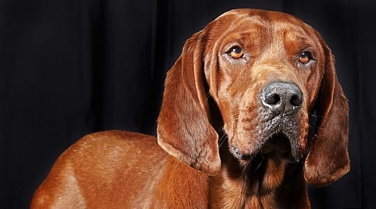 Secondary image of Redbone Coonhound dog breed