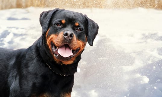 Secondary image of Rottweiler dog breed