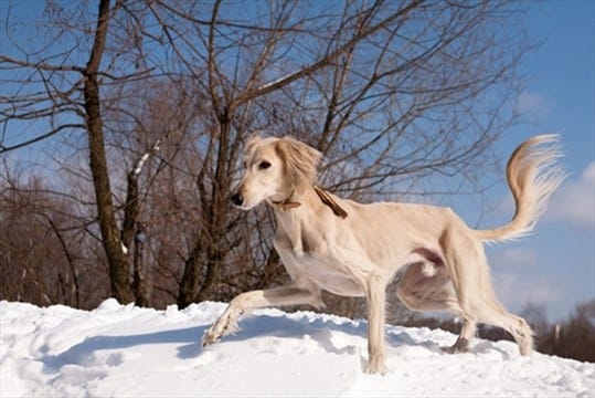 Secondary image of Saluki dog breed