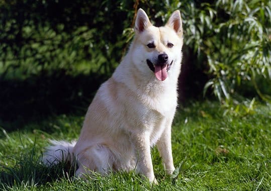 Secondary image of Norwegian Buhund dog breed