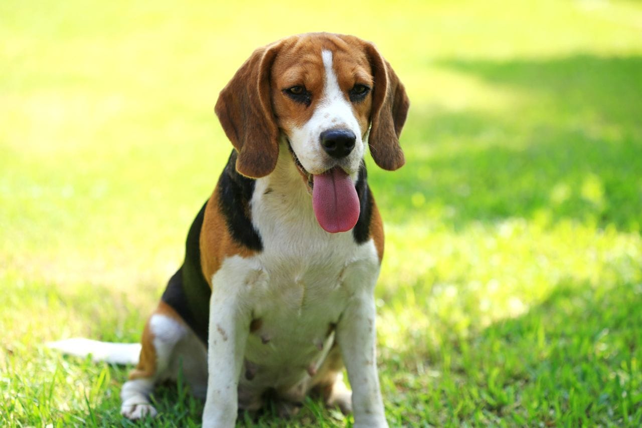 Secondary image of Beagle dog breed