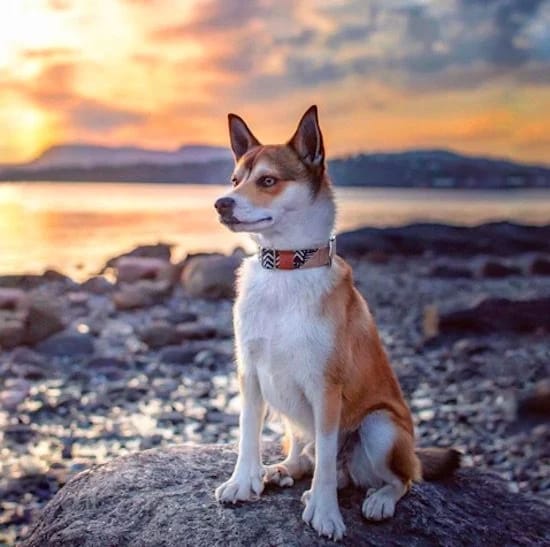 Secondary image of Norwegian Lundehund dog breed