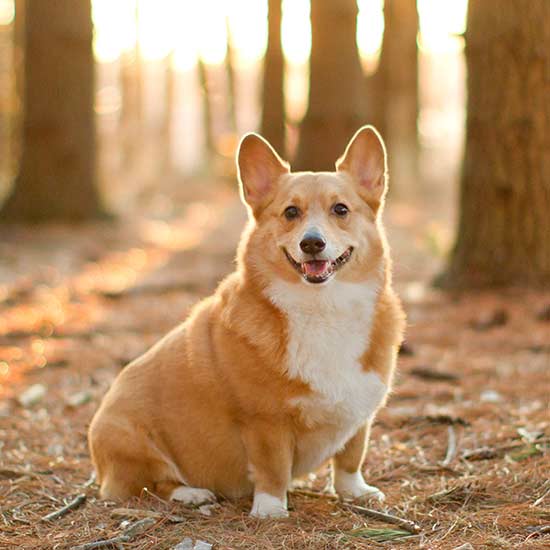 Secondary image of Pembroke Welsh Corgi dog breed