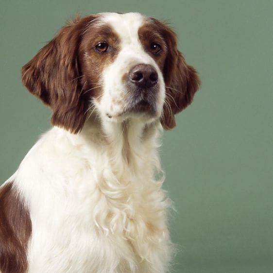 Secondary image of Irish Red and White Setter dog breed