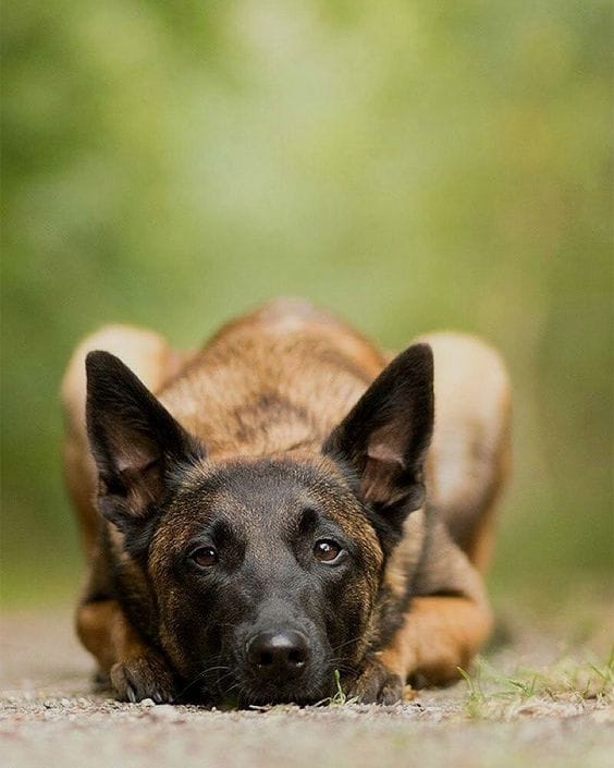 Secondary image of Belgian Malinois dog breed