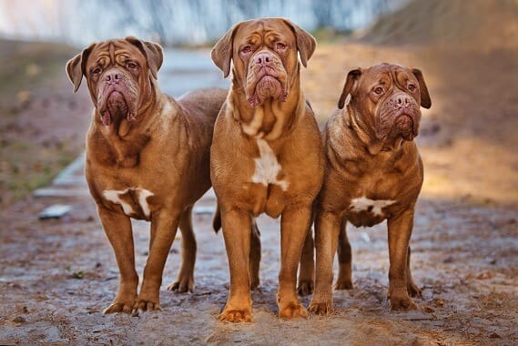 Secondary image of Dogue de Bordeaux  dog breed