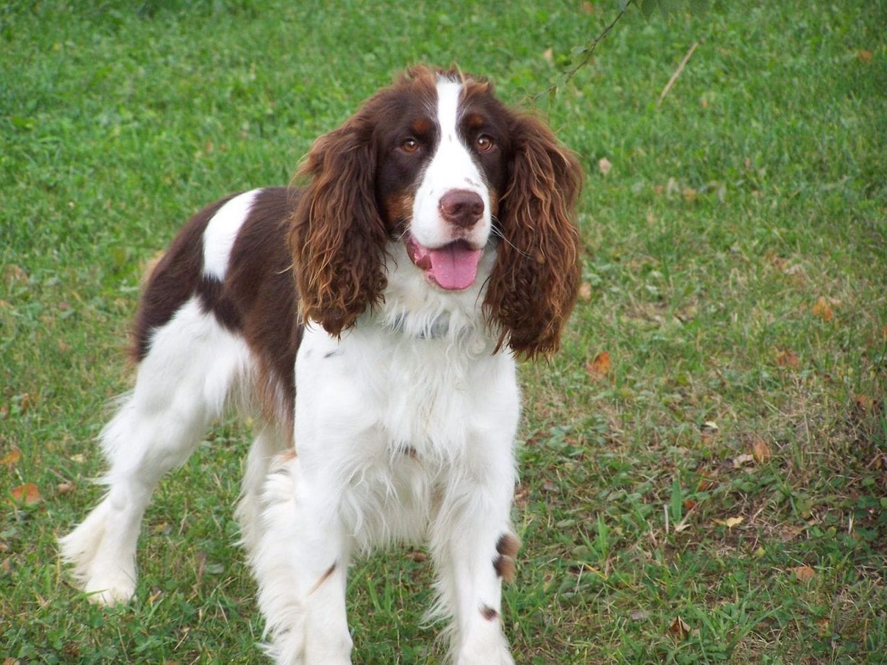 Secondary image of English Springer Spaniel dog breed