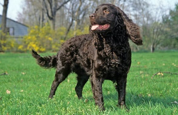 Secondary image of American Water Spaniel dog breed