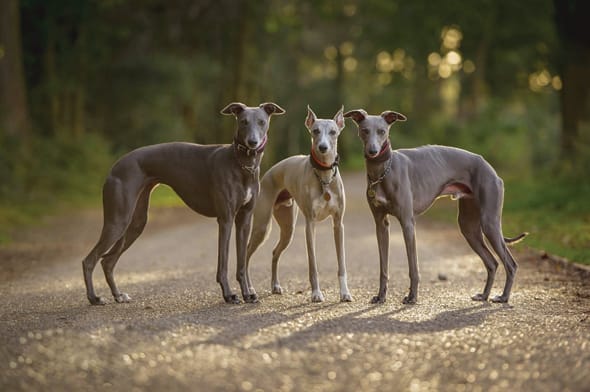 Secondary image of Whippet dog breed