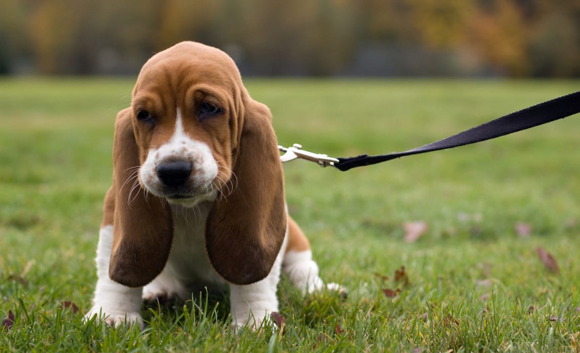 Secondary image of Basset Hound dog breed