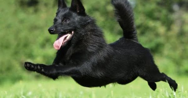 Secondary image of Schipperke dog breed