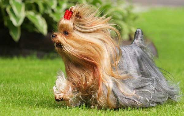 Secondary image of Yorkshire Terrier dog breed