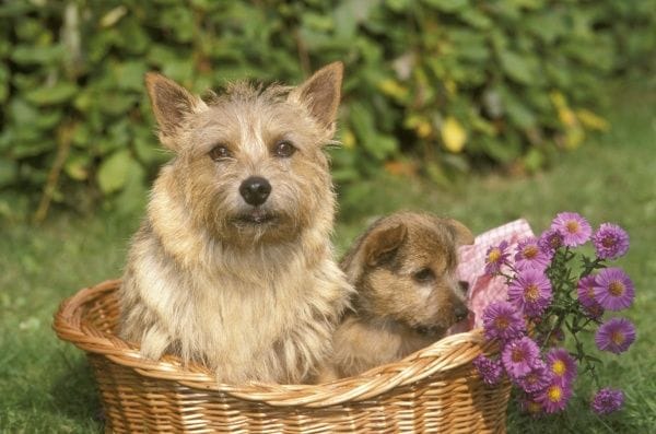 Secondary image of Norwich Terrier dog breed