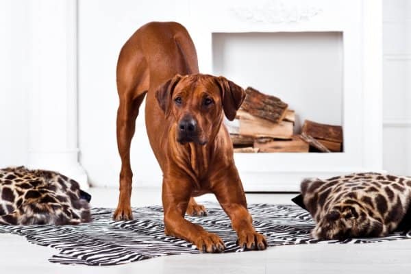 Secondary image of Rhodesian Ridgeback dog breed