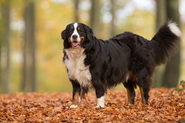 Secondary image of Bernese Mountain Dog dog breed