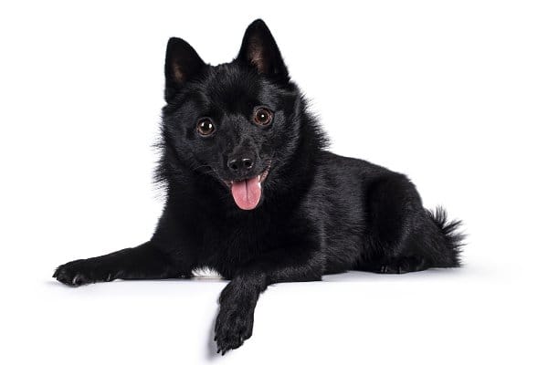 Secondary image of Schipperke dog breed