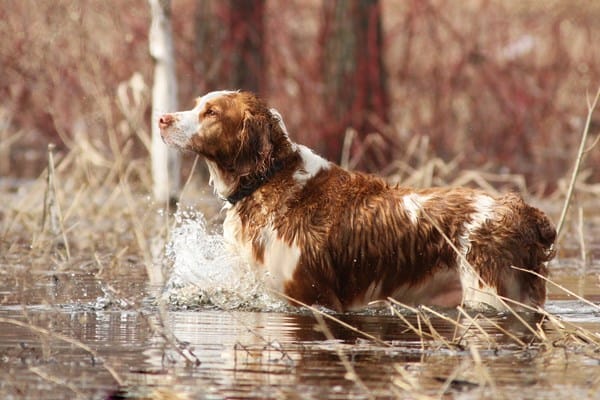 Secondary image of Welsh Springer Spaniel dog breed