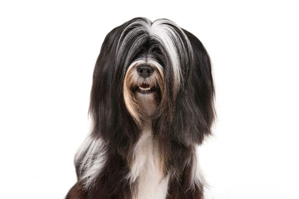 Secondary image of Tibetan Terrier dog breed