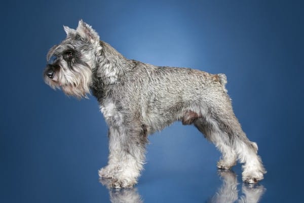 Secondary image of Standard Schnauzer dog breed