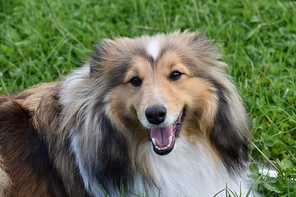 Secondary image of Shetland Sheepdog dog breed