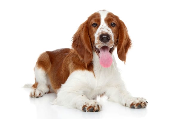 Secondary image of Welsh Springer Spaniel dog breed