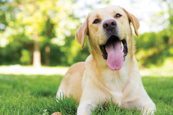 Secondary image of Labrador Retriever dog breed