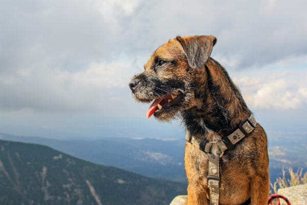 Secondary image of Border Terrier dog breed